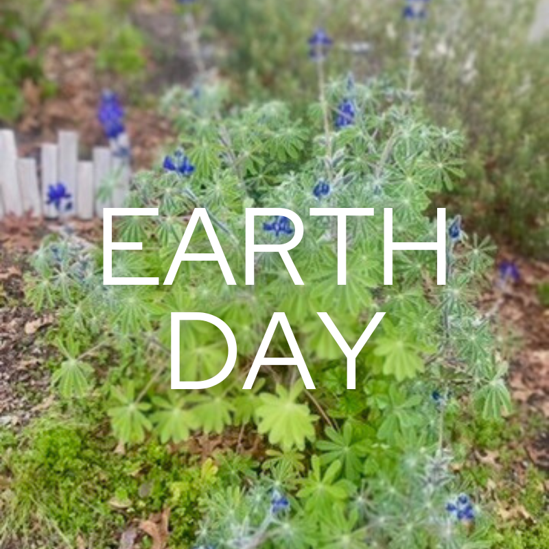 Lupine plant in Redwood Heights Park